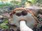 Vörös érdestinóru (Leccinum albostipitatum), Budai-hegység